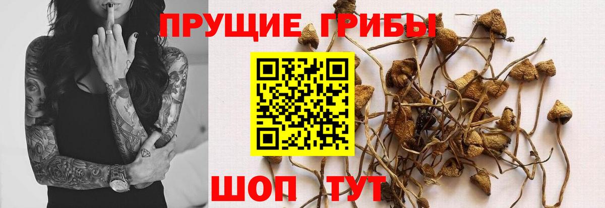 Псилоцибиновые грибы Cubensis  Вход с VPN  Богданович 